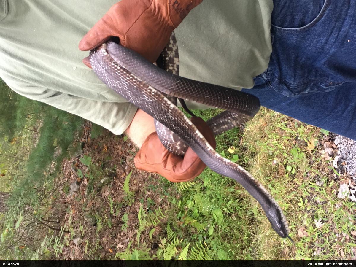 Eastern Ratsnake