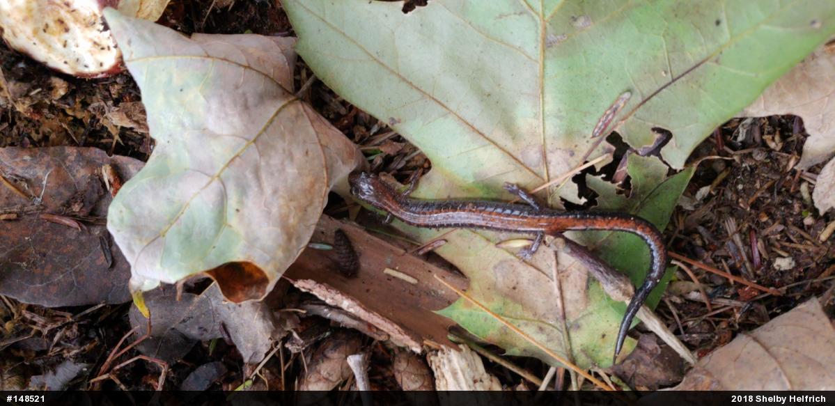 Eastern Red-backed  Salamander
