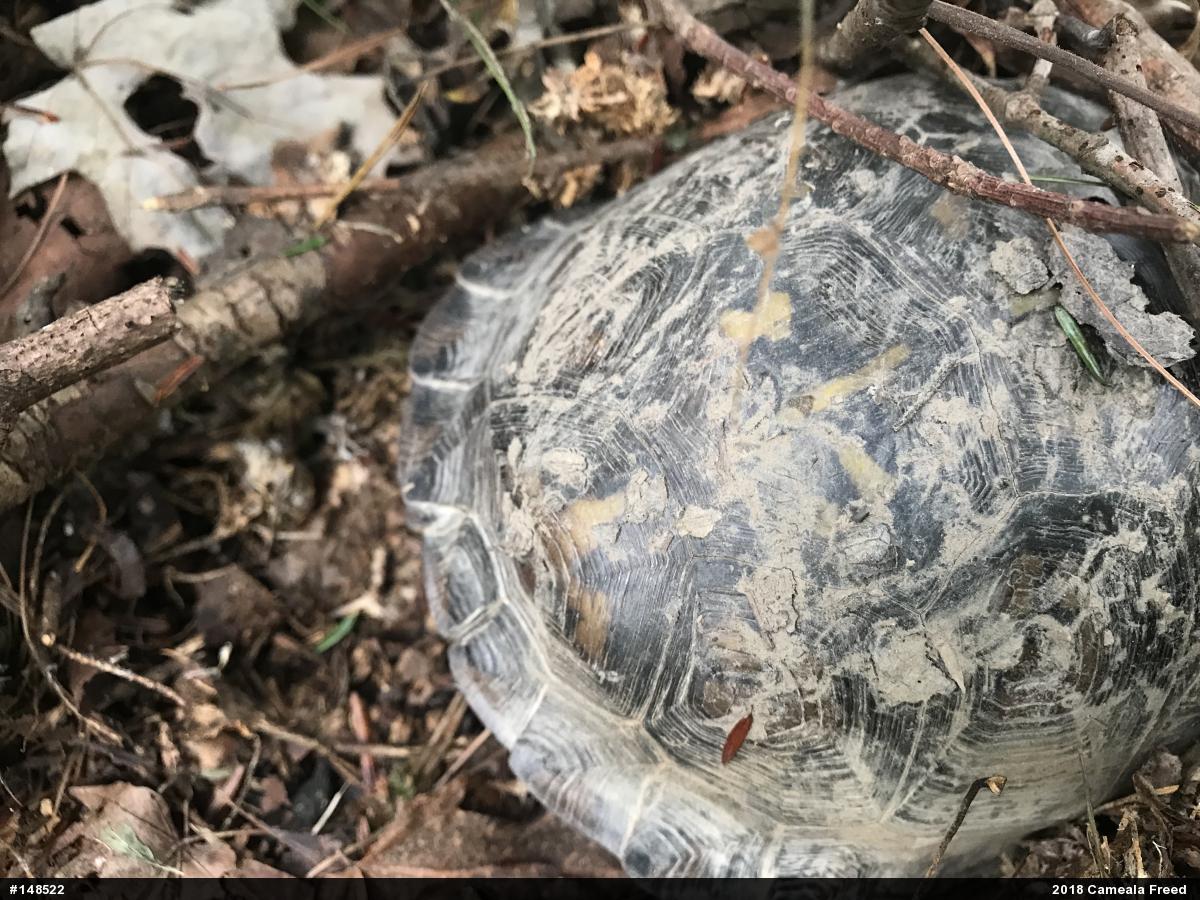 Eastern Box Turtle