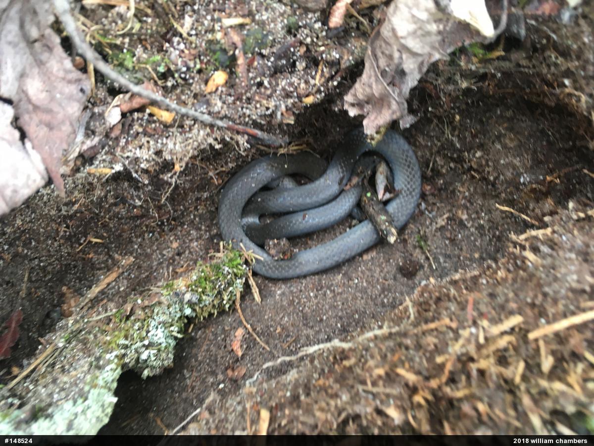 Northern Ring-necked Snake
