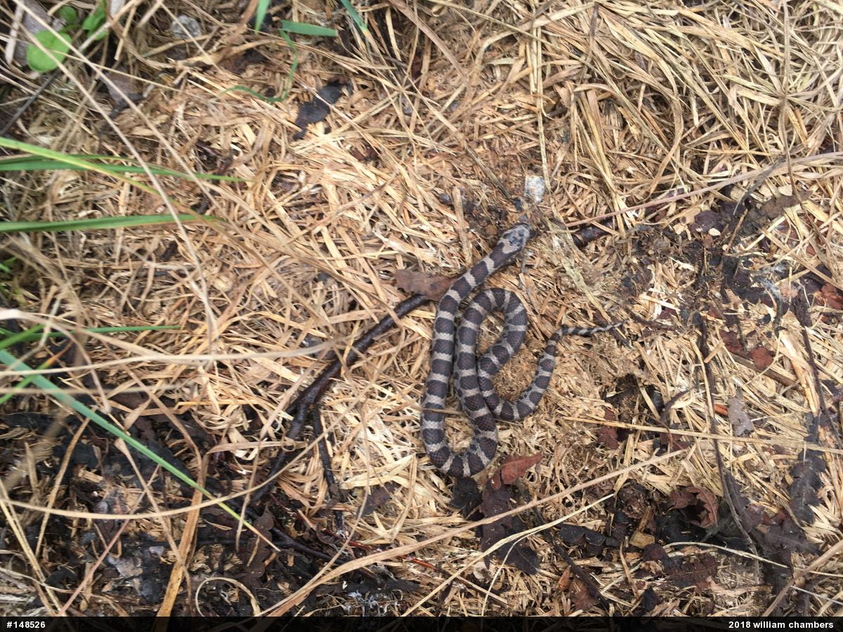 Eastern Milksnake