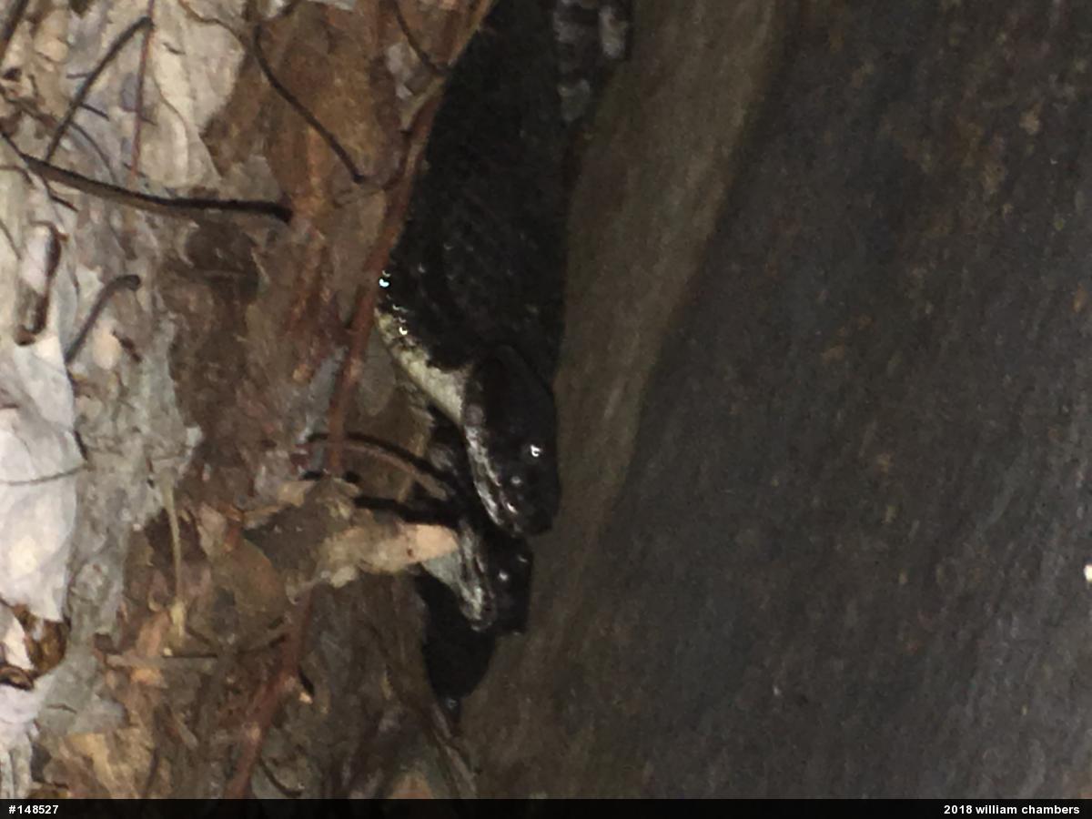 Timber Rattlesnake