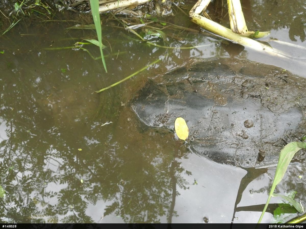 Snapping Turtle