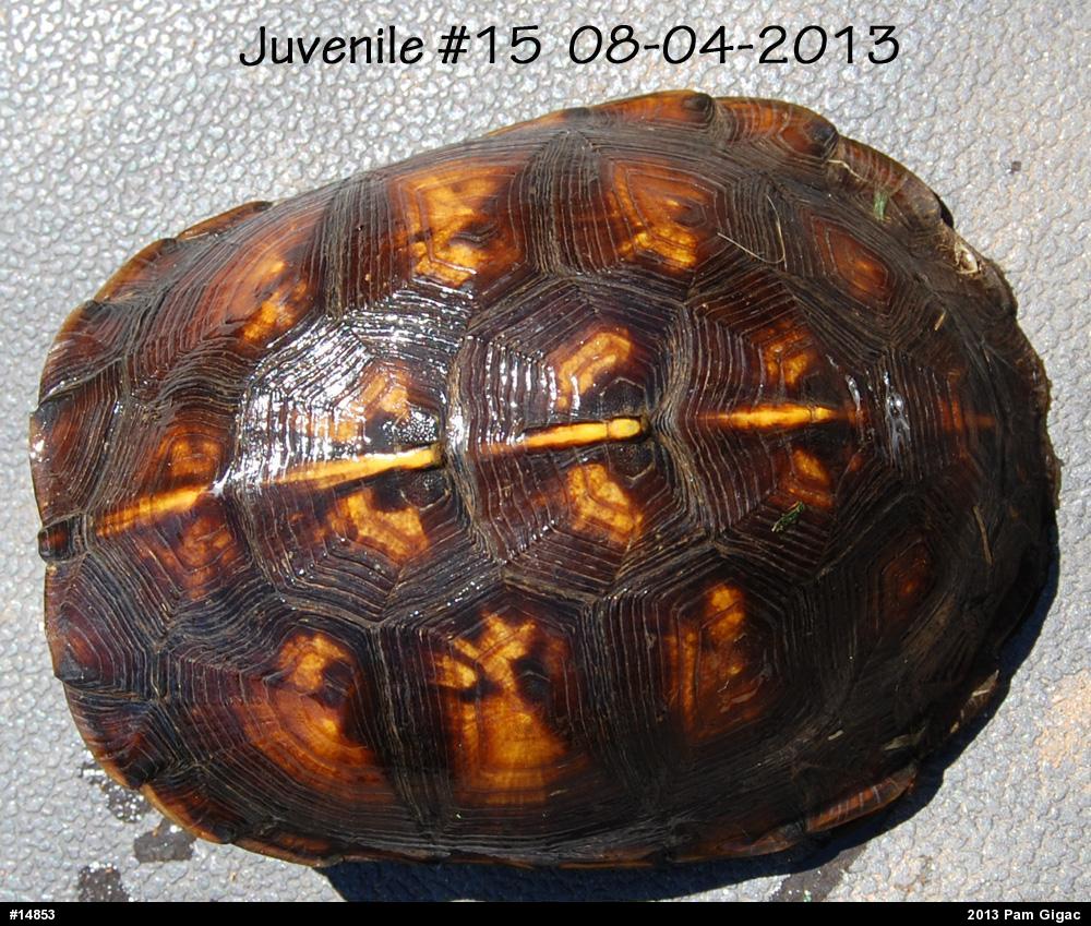 Eastern Box Turtle