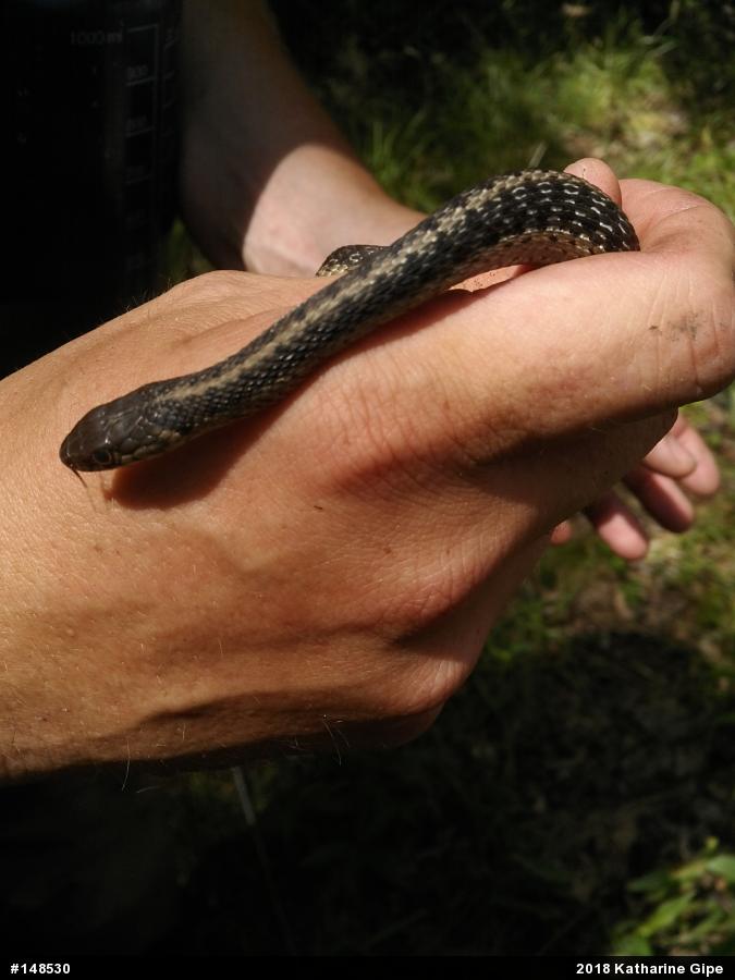 Eastern Gartersnake