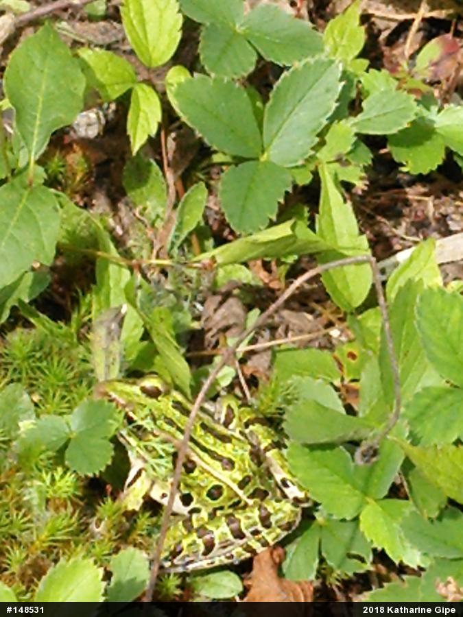 Northern Leopard Frog