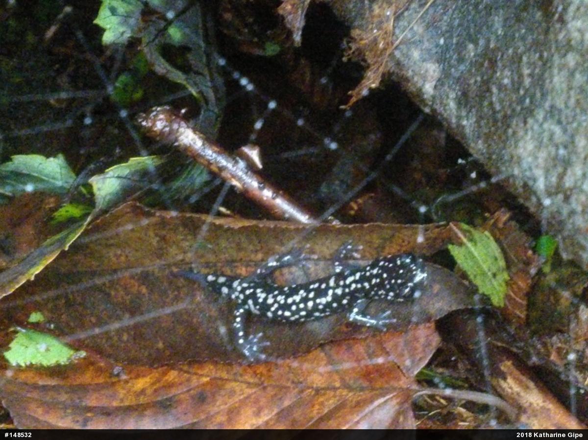 Northern Slimy Salamander
