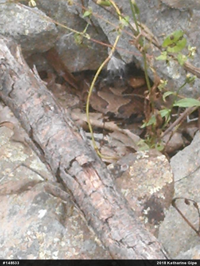 Northern Copperhead