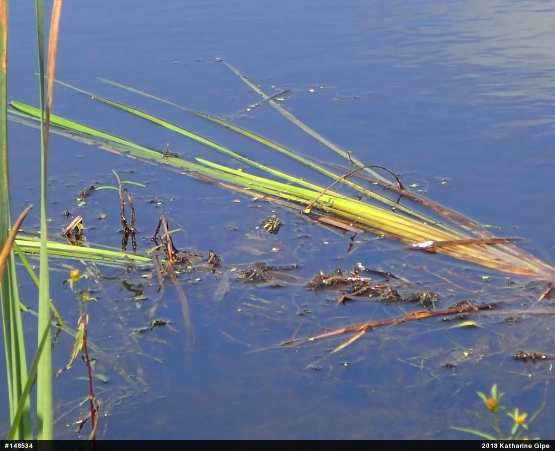 Painted Turtle