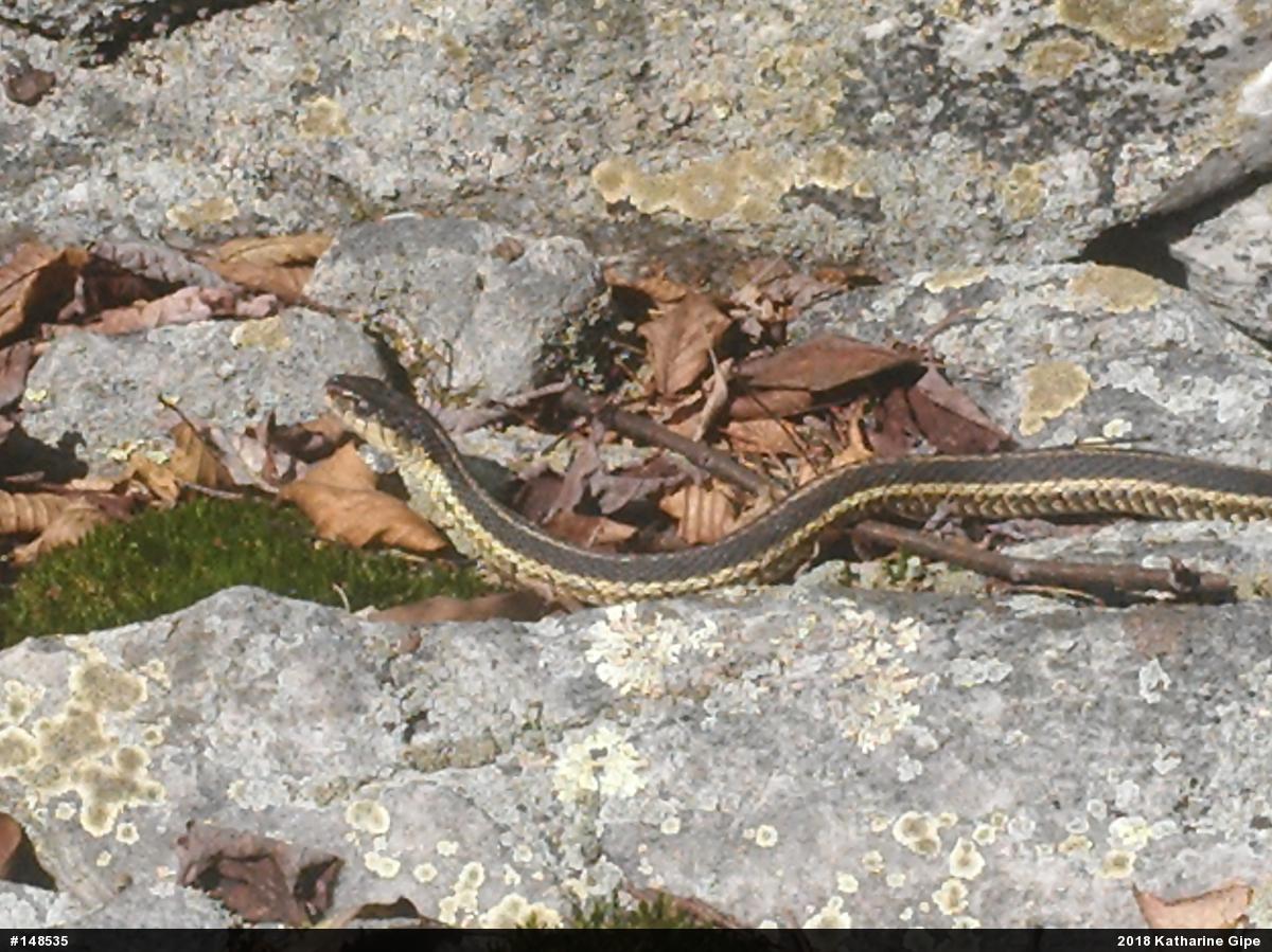 Eastern Gartersnake