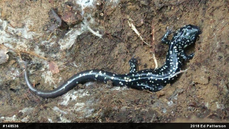 Northern Slimy Salamander