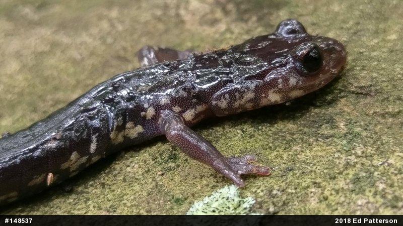 Wehrle's Salamander