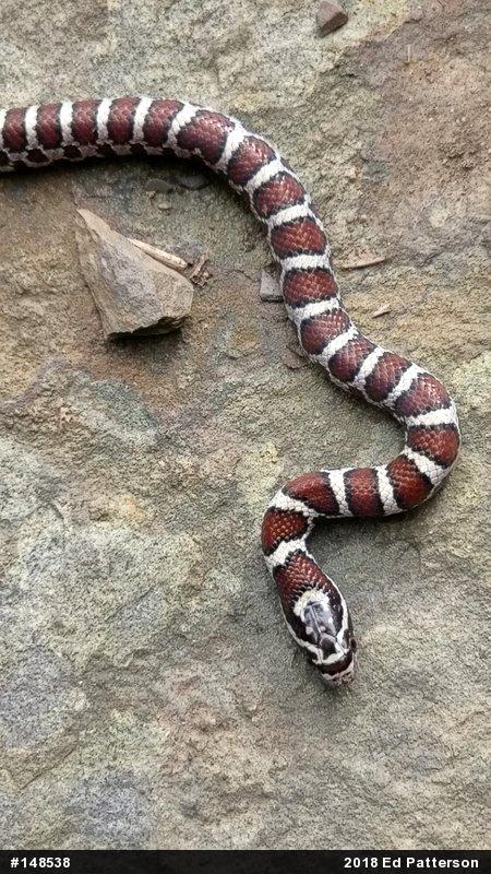 Eastern Milksnake