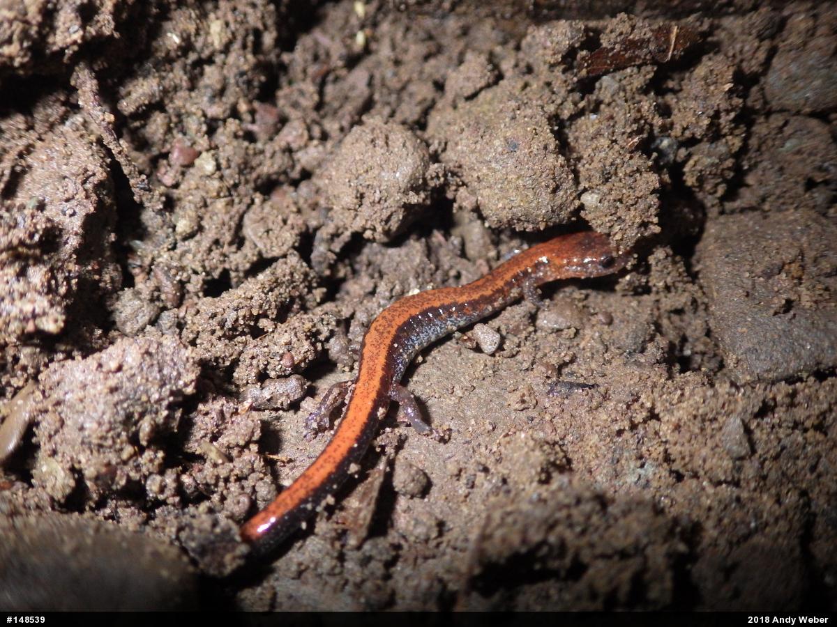 Eastern Red-backed  Salamander