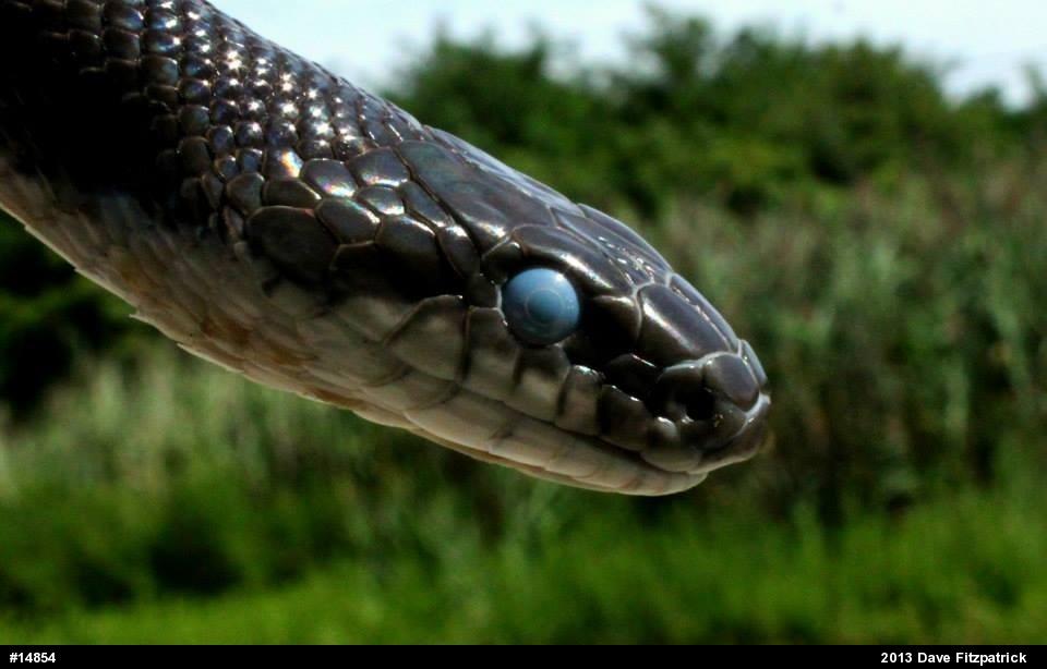 Eastern Ratsnake