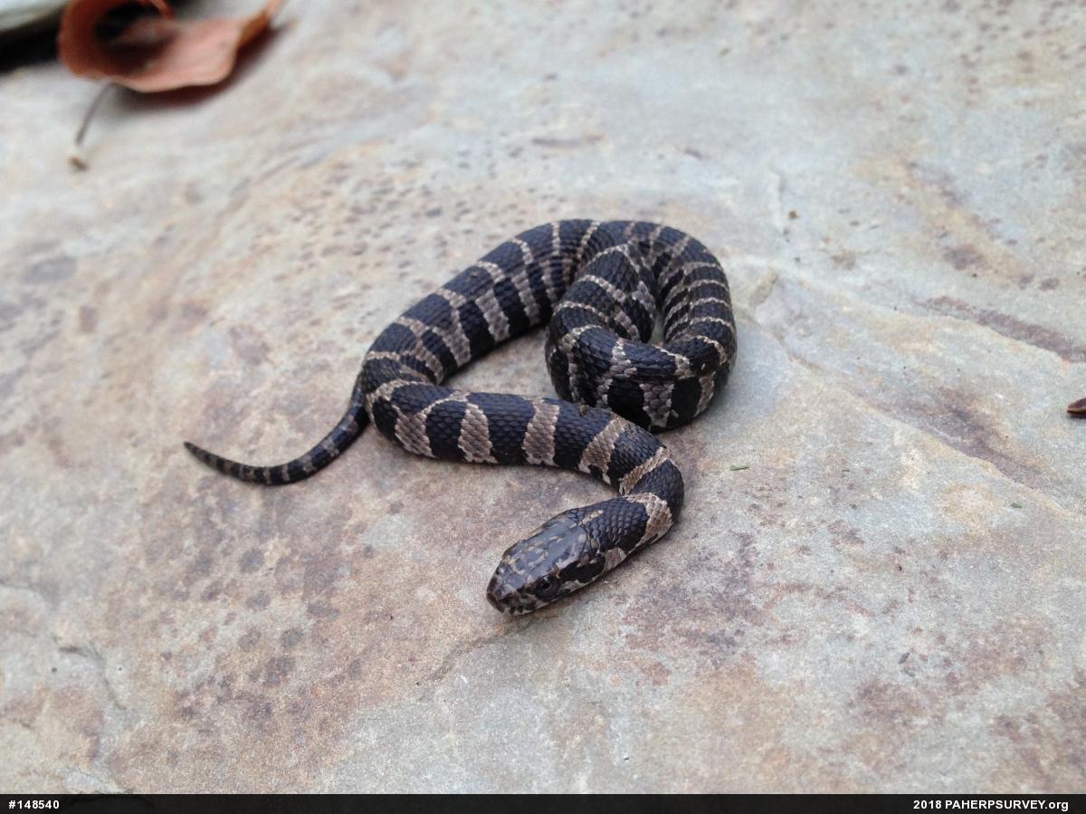 Northern Watersnake