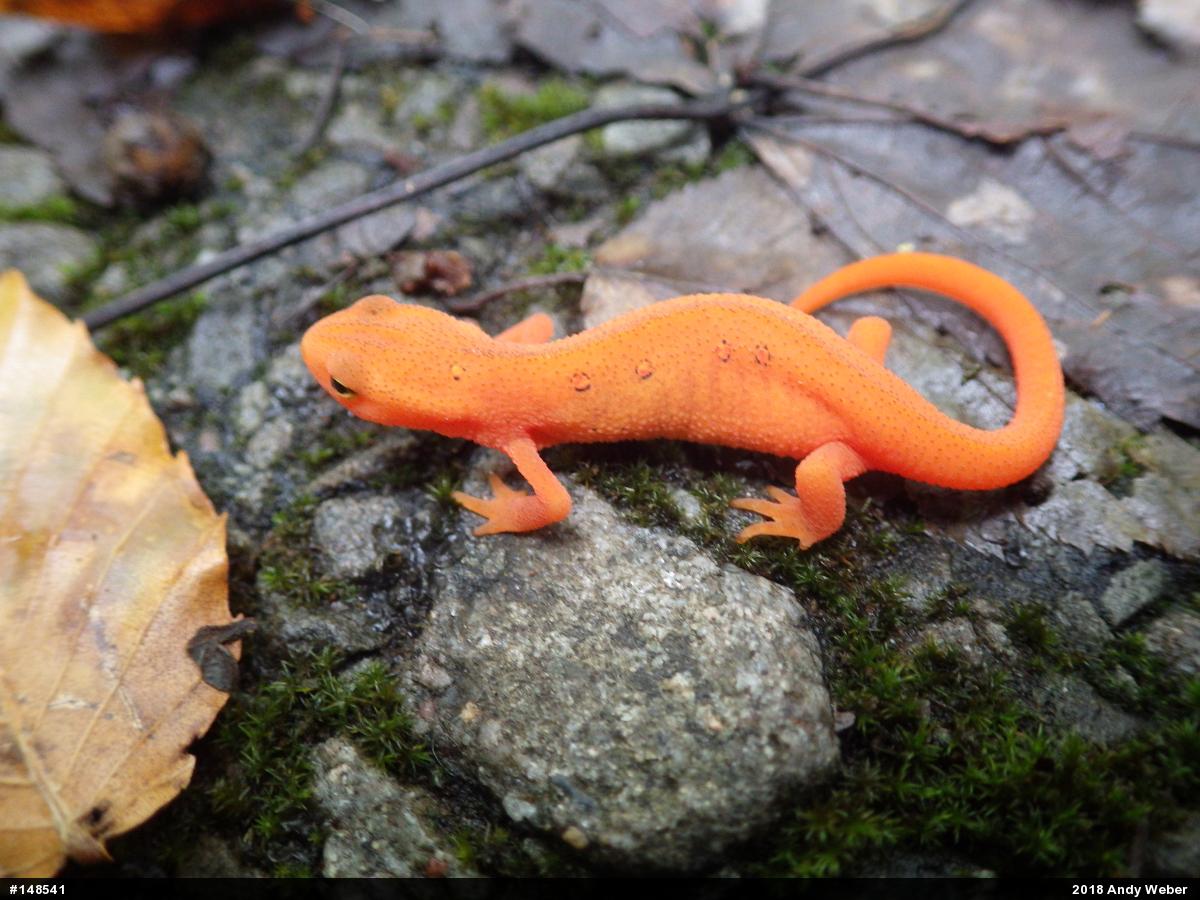 Red-spotted Newt