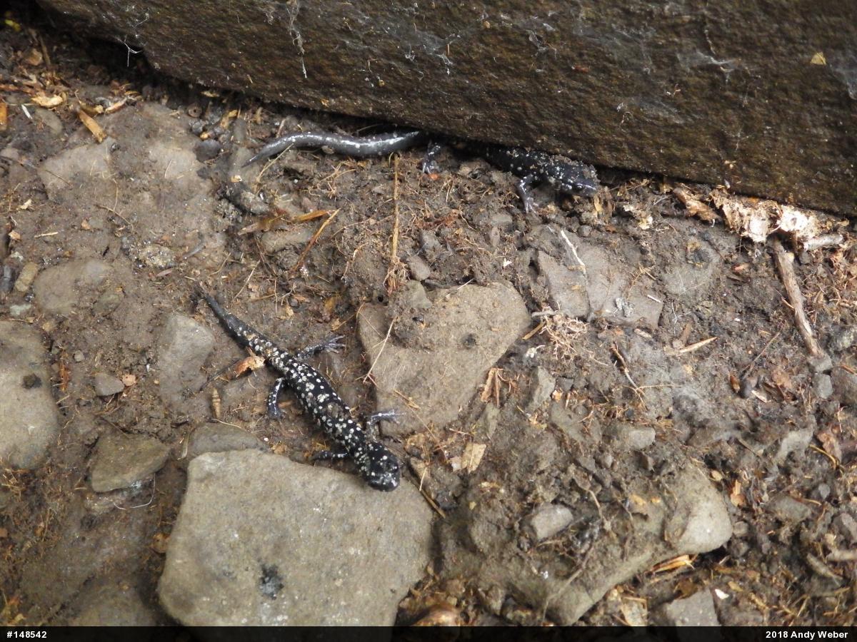 Northern Slimy Salamander