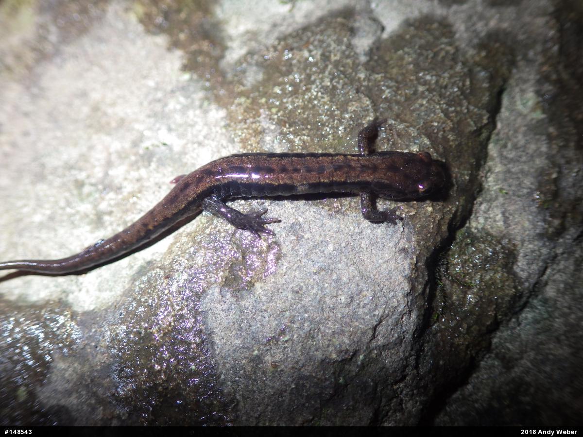 Allegheny Mountain Dusky Salamander