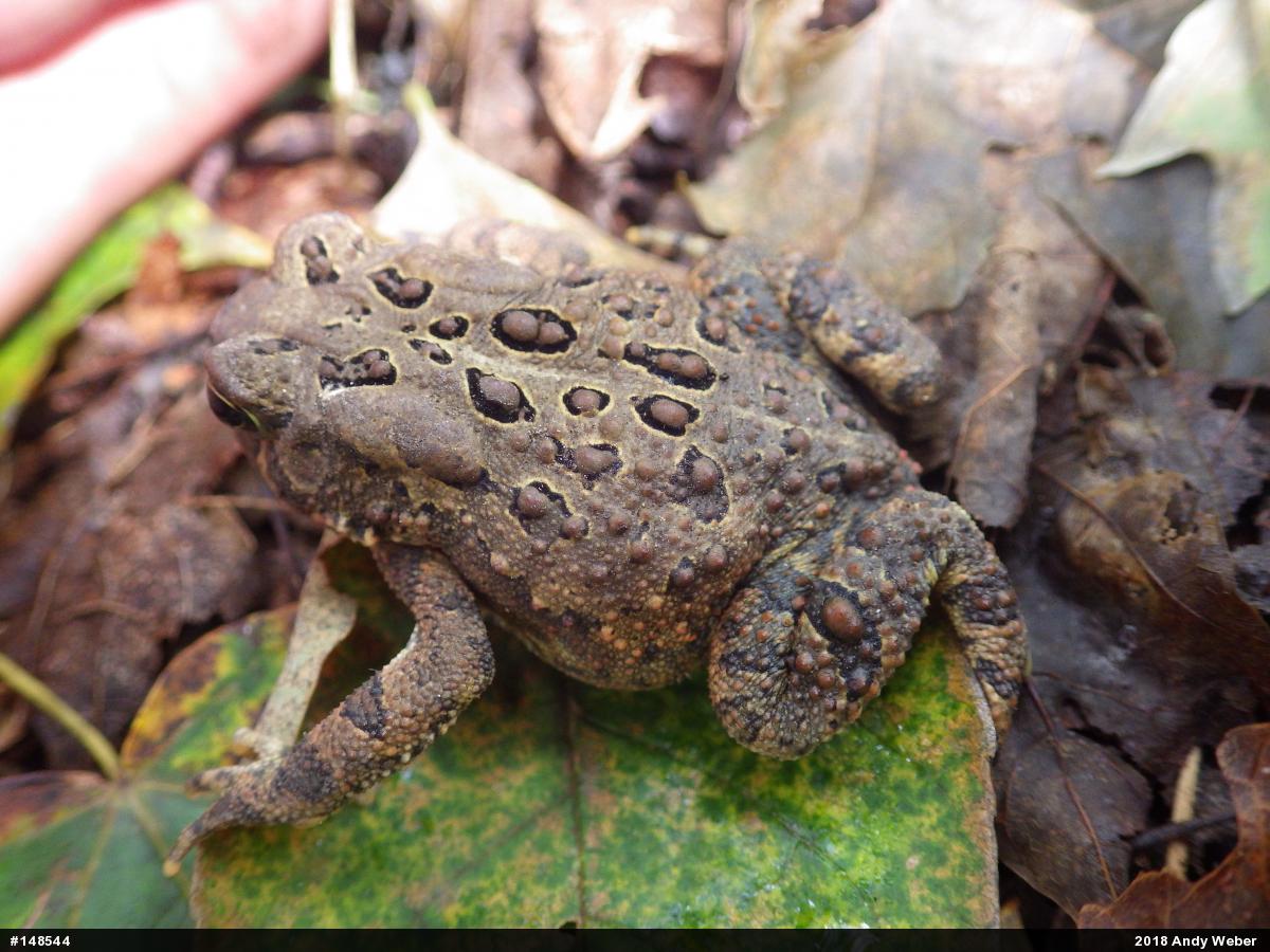 Eastern American Toad