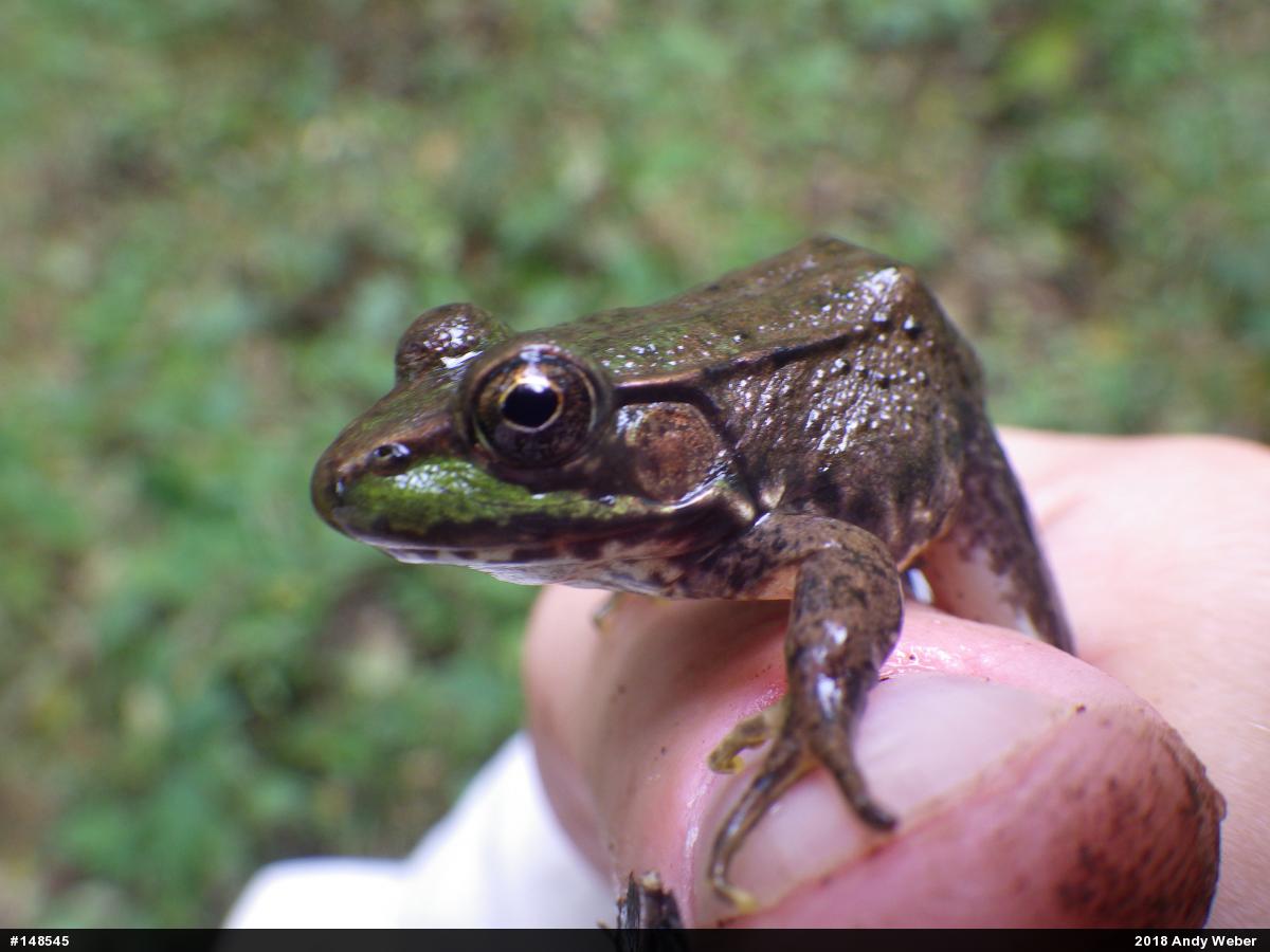 Green Frog