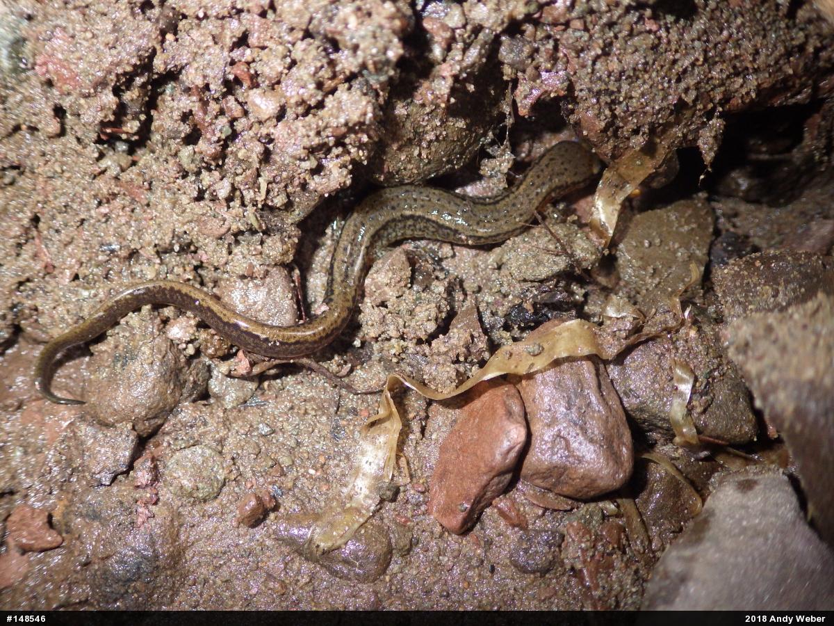 Northern Two-lined Salamander