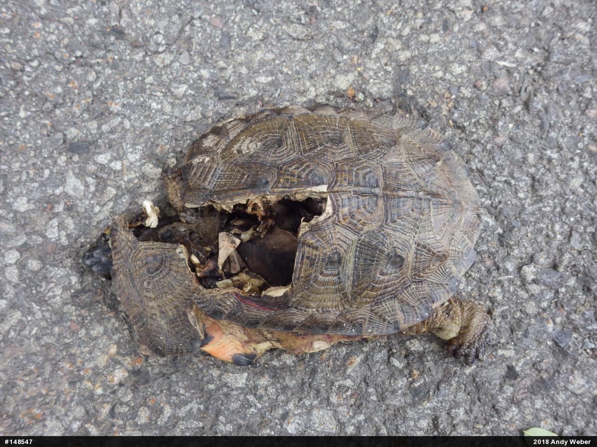 Wood Turtle