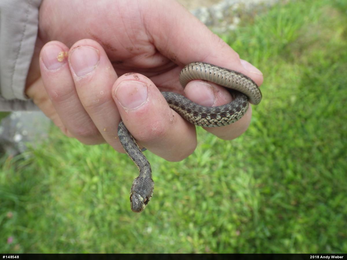 Eastern Gartersnake