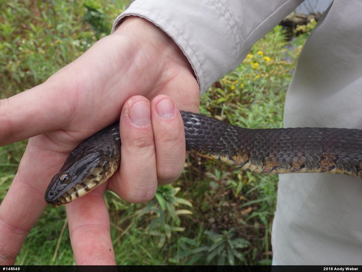 Northern Watersnake