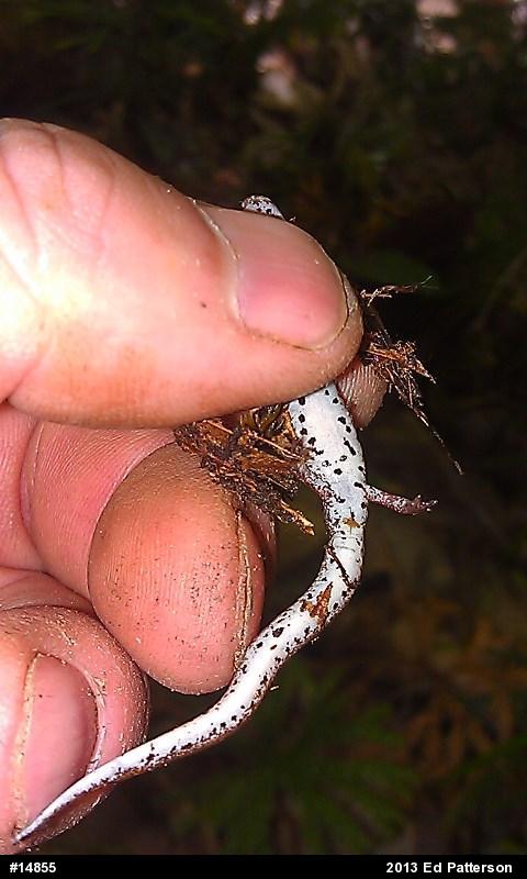 Four-toed Salamander