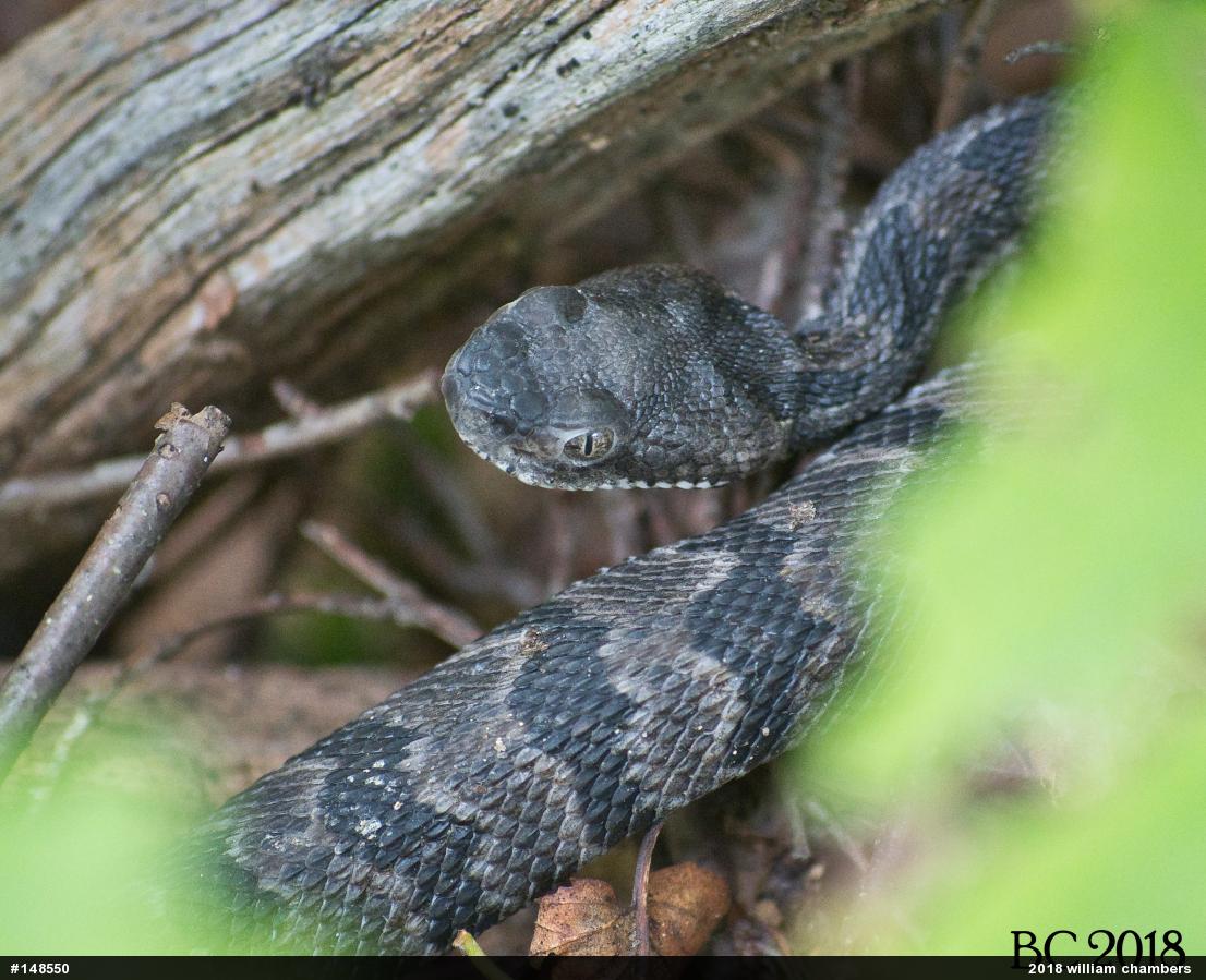 Timber Rattlesnake