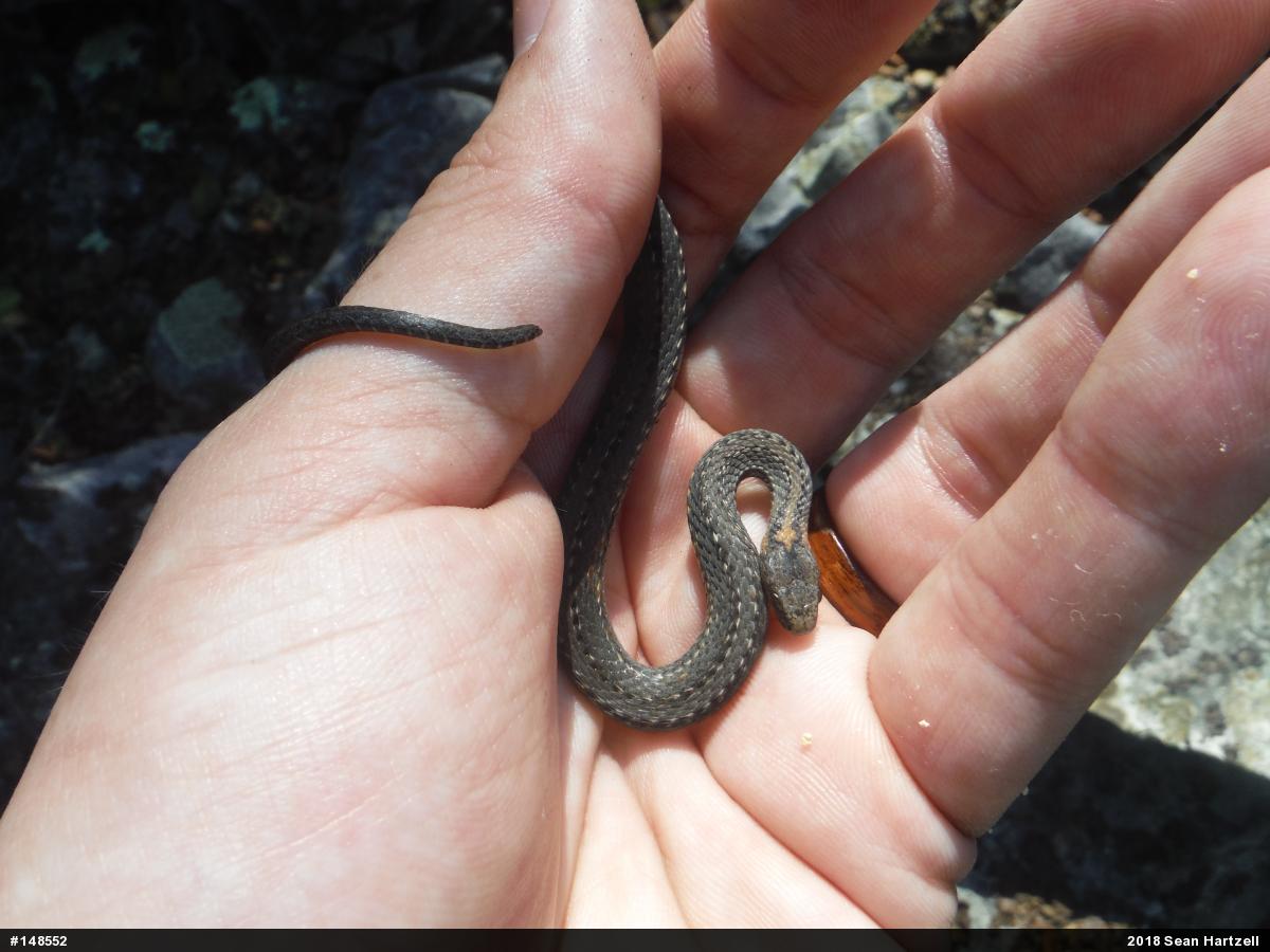 Red-bellied Snake