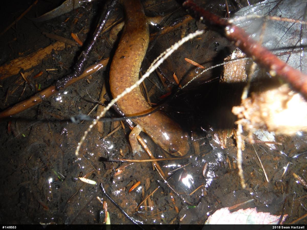 Northern Spring Salamander