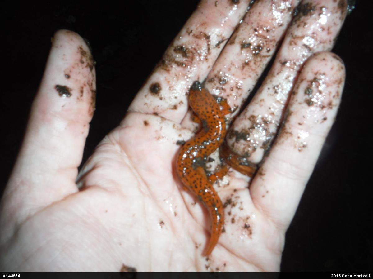 Northern Red Salamander