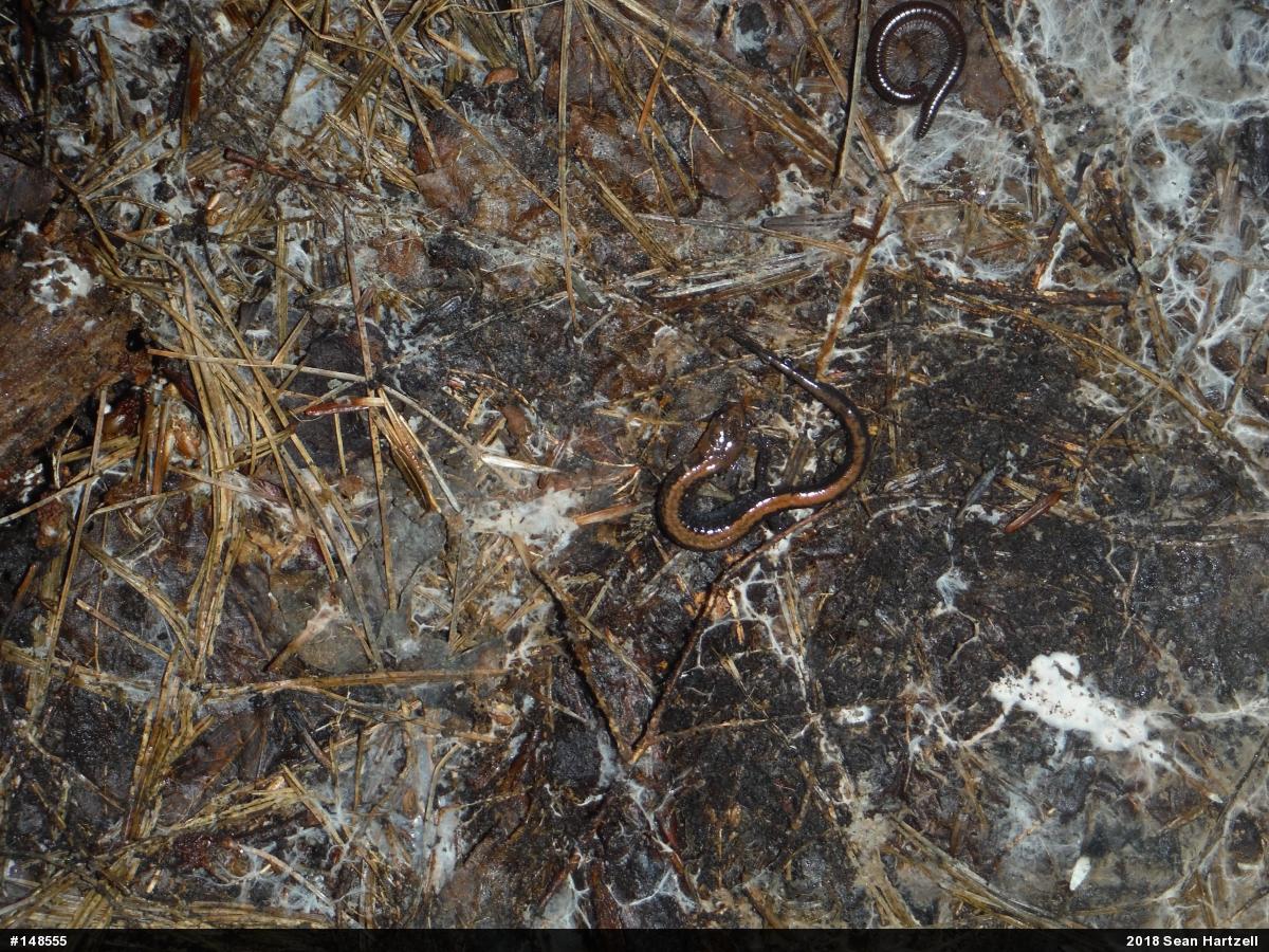 Eastern Red-backed  Salamander