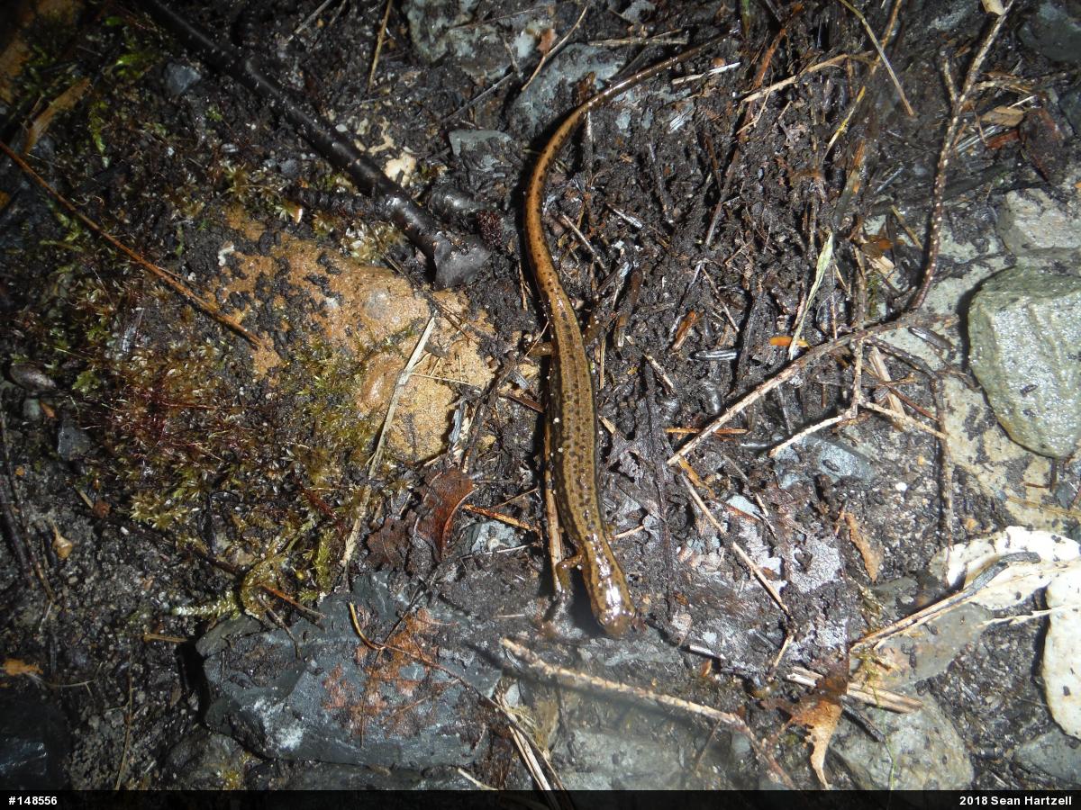 Northern Two-lined Salamander