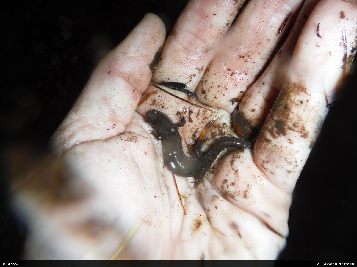 Northern Dusky Salamander