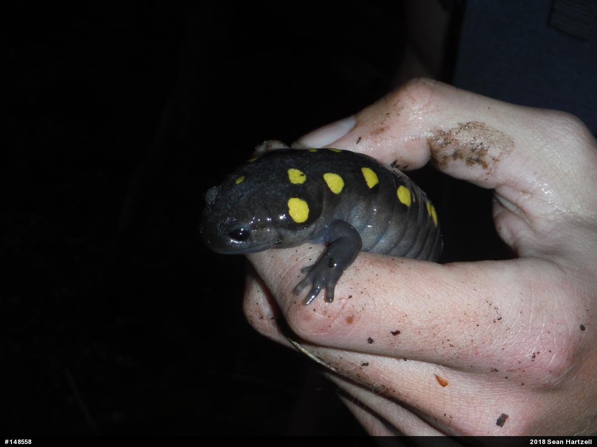 Spotted Salamander
