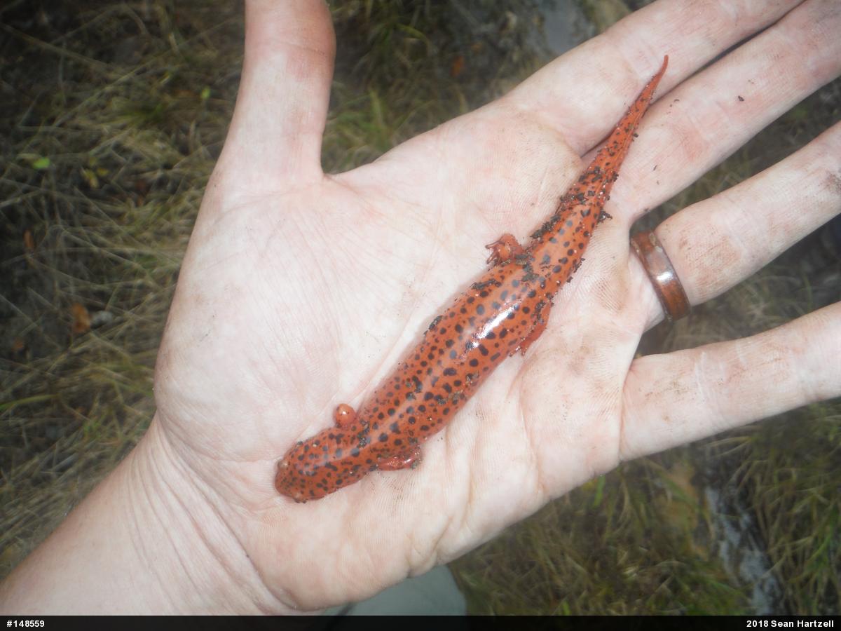 Northern Red Salamander