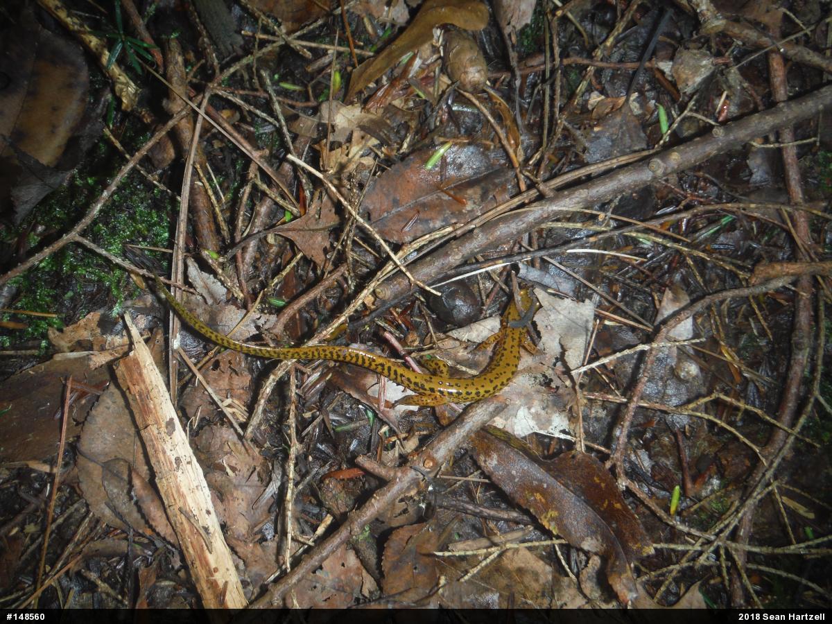 Eastern Long-tailed Salamander