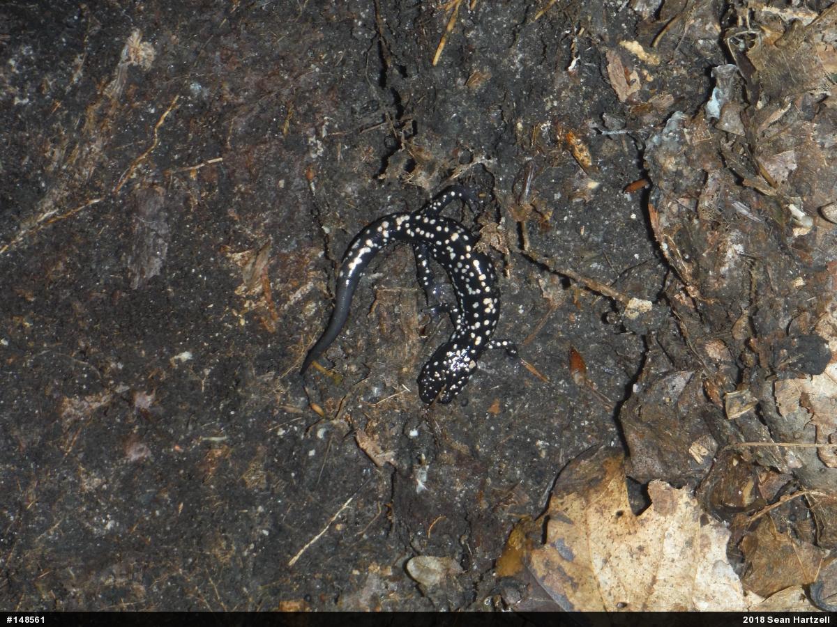 Northern Slimy Salamander