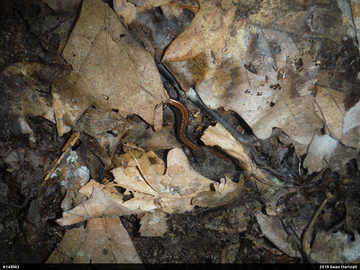 Eastern Red-backed  Salamander