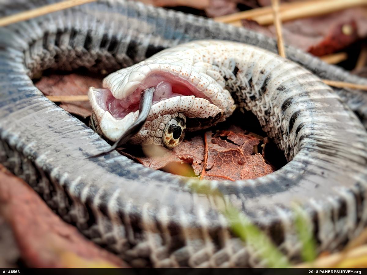 Eastern Hog-nosed Snake