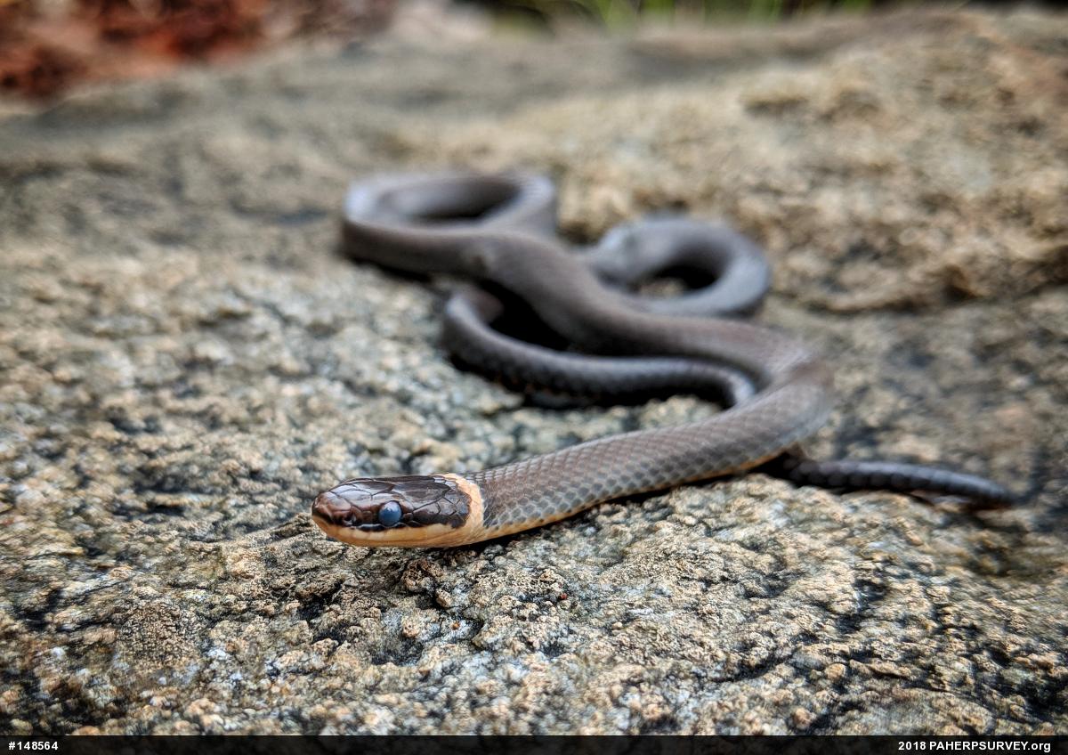 Northern Ring-necked Snake