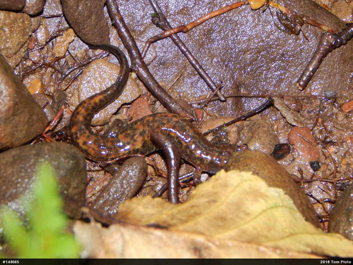 Northern Dusky Salamander