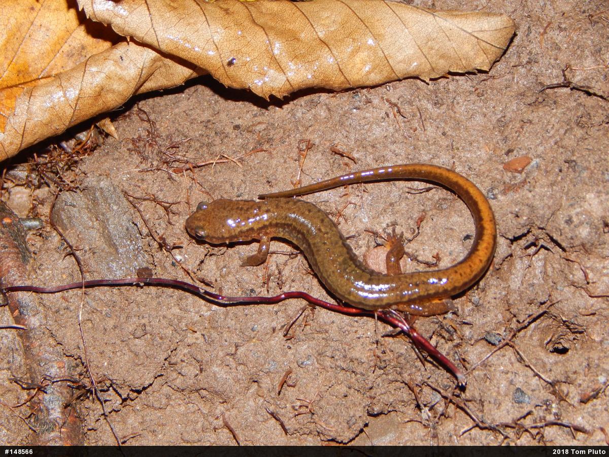 Northern Two-lined Salamander