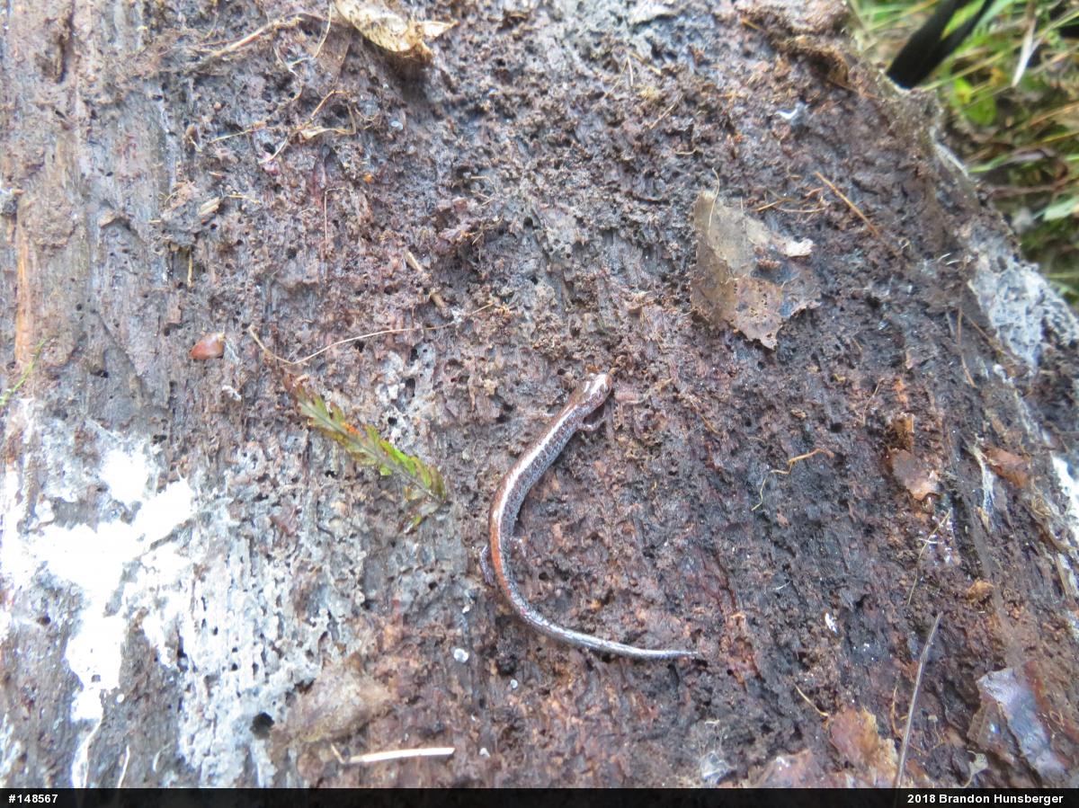 Eastern Red-backed  Salamander