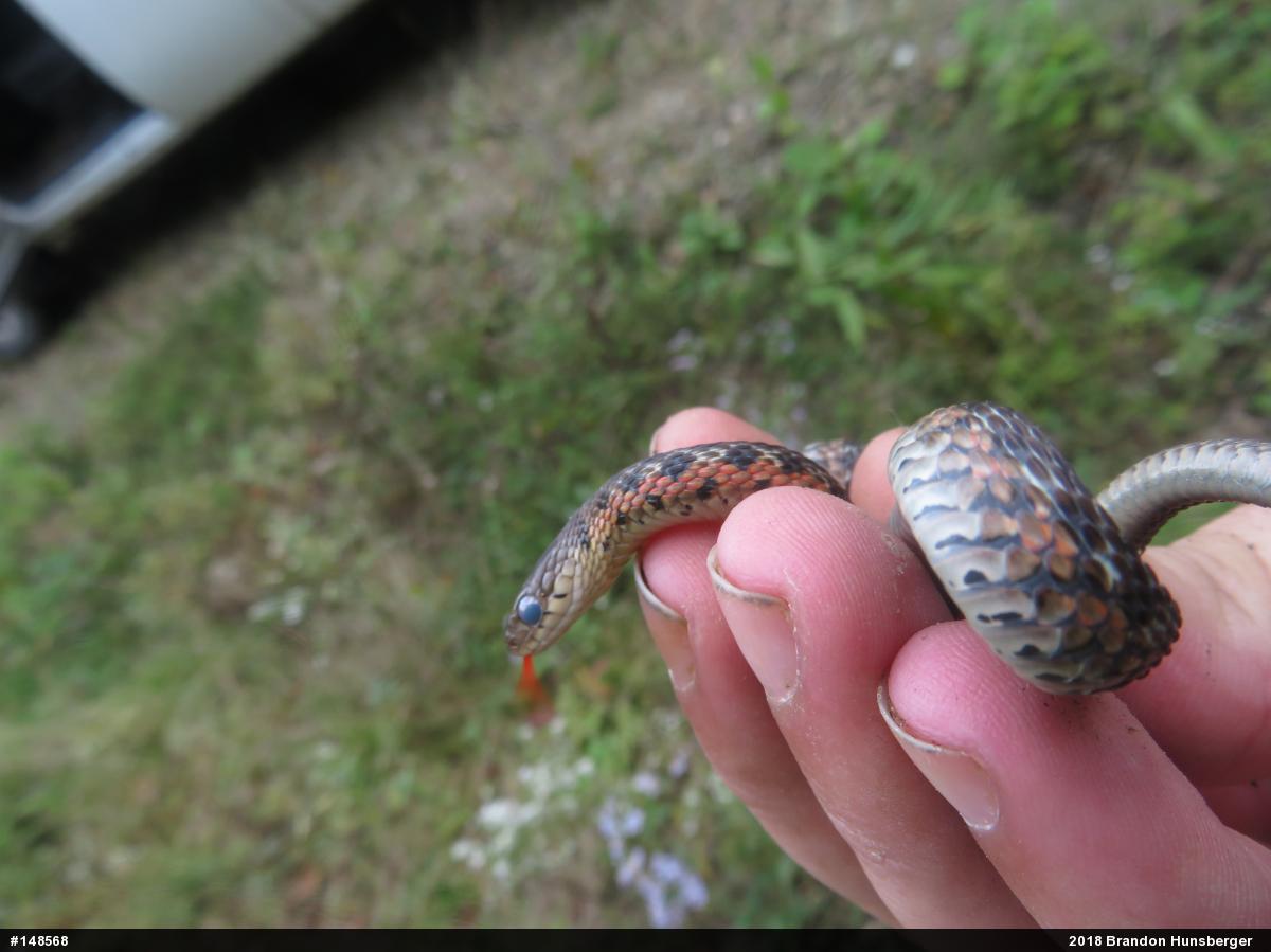 Eastern Gartersnake