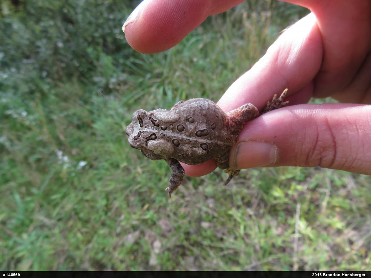 Eastern American Toad