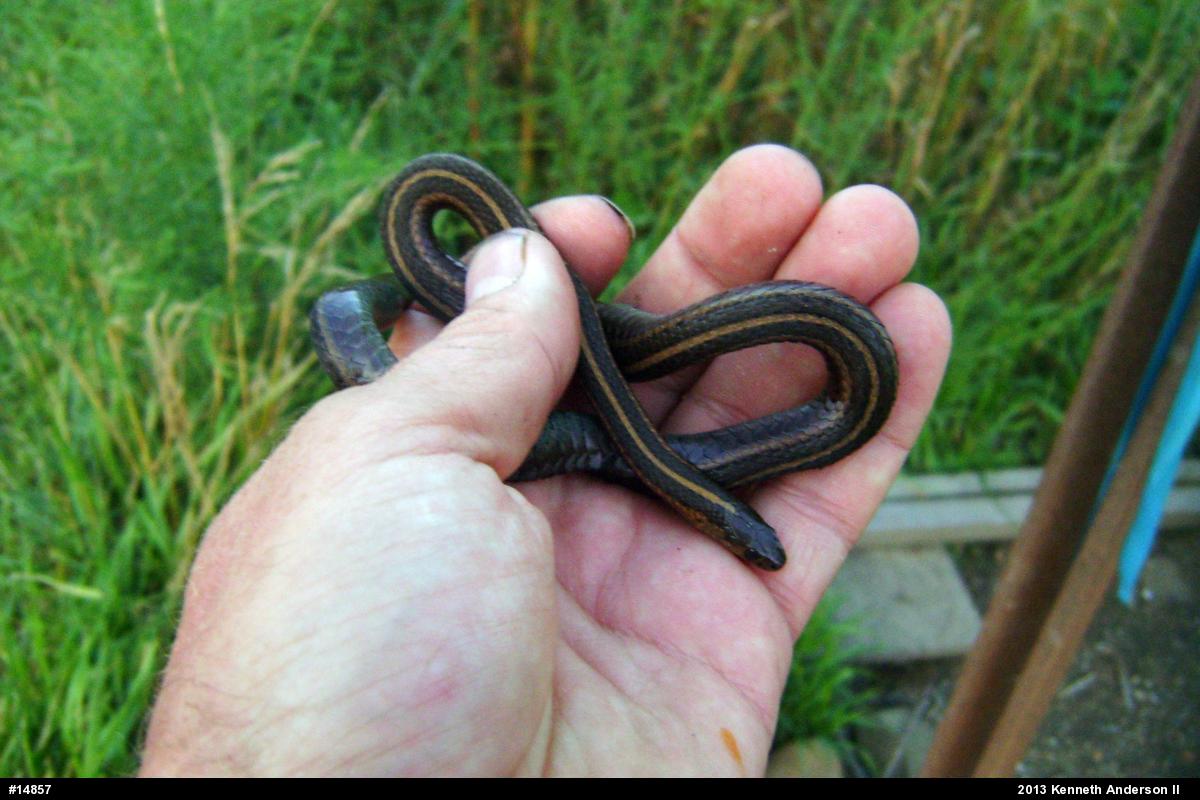 Shorthead Gartersnake